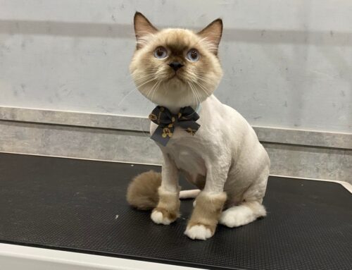 Kaohsiung pet grooming salon- Stay pet grooming